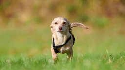 EIn kleiner beiger Hund steht auf einer Wiese