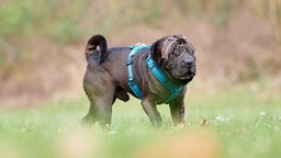 Blinder und tauber Hund mit grauem Fell auf einer Wiese  