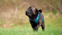 Blinder und tauber Hund mit grauem Hund auf einer Wiese  
