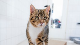 Braun-getigerter Kater in Nahaufnahme 