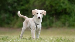 Hund mit weiß-beigefarbenem Fell auf einer Wiese 