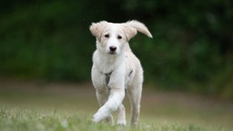 Hund mit weiß-beigefarbenem Fell auf einer Wiese  
