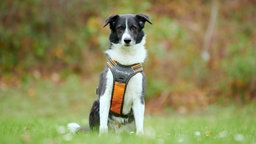 Schwarz-weißer Hund sitzt auf einer Wiese 