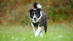 Hund mit schwarz-weißem Fell geht über eine Wiese 