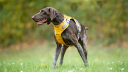 Hund mit braun-schimmelfarbenem Fell steht auf einer Wiese und schaut zur Seite 