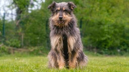 Mittelgroßer Hund mit langem, struppigen, grau-braunem Fell sitzt auf einer Wiese und schaut in die Kamera