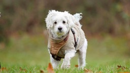 Hund mit weißem Fell und Schlappohren steht auf einer Wiese
