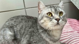 Hellgrau getigerter Kater mit gelben Augen in Nahaufnahme 