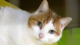 Katze mit rot-weißem Fell in Nahaufnahme 