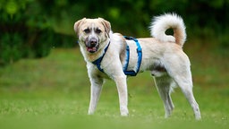 Großer Hund mit weiß-braunem dichten Fell steht auf einer Wiese und schaut in Richtung Kamera