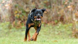 Hund mit schwarz-braunem Fell auf einer Wiese 