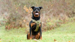 Hund mit schwarz-braunem Fell hechelnd auf einer Wiese 