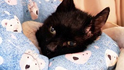 Katze mit schwarzem Fell liegt auf einem blau-gemusterten Kissen 