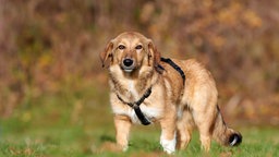 Hund mit hellbraunem Fell auf einer Wiese  