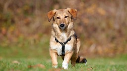 Hund mit hellbraunem Fell auf einer Wiese  
