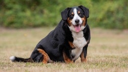 Ein übergewichtiger tricolorfarbener Hund sitzt hechelnd auf einer Wiese 