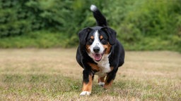 Ein übergewichtiger tricolorfarbener Hund geht hechelnd über eine Wiese 