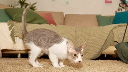  Katze mit grau-weißem Fell geduckt auf einem beigefarbenen Teppich 
