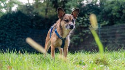 Hund mit braunem Fell und blauem Geschirr auf einer Wiese 