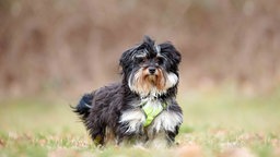 Kleiner Hund mit langem, schwarz-beigefarbenem Fell auf einer Wiese 