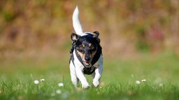 Ein dreifarbiger Hund läuft über eine Wiese