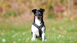 Ein dreifarbiger Hund sitzt auf einer Wiese