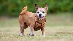 Kleiner Hund mit braunem Fell hechelnd auf einer Wiese 