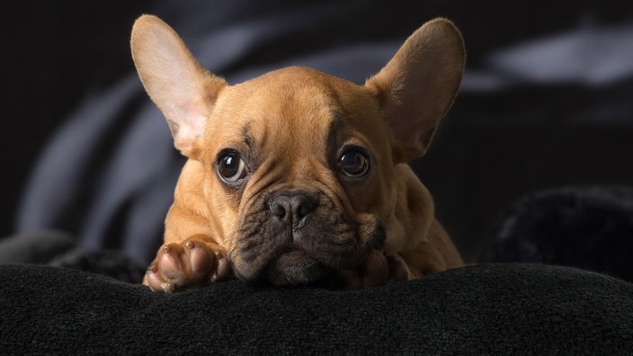 Hund mit beigefarbenem Fell liegt auf einer schwarzen Decke 
