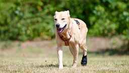 Ein blonder Hund mit Verband um den Fuß auf einer Wiese 