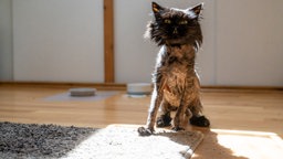 Kater mit dunklem geschorenem Fell auf einem grauen Teppich 