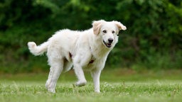 Hund mit weißem Fell auf einer Wiese 