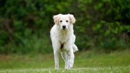 Hund mit weißem Fell auf einer Wiese 