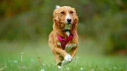 Hund mit hellbraun-weißem Fell läuft über eine Wiese 