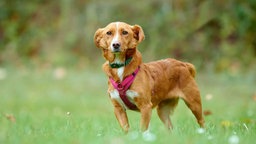 Hund mit hellbraun-weißem Fell steht auf einer Wiese 