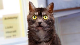 Katze mit grauem Fell und gelben Augen in Nahaufnahme 