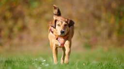 Ein gold-brauner Hund läuft über eine Wiese