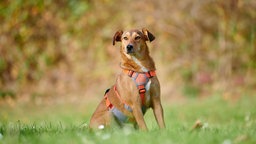 Ein gold-brauner Hund mit einem orangenem Geschirr sitzt auf einer Wiese