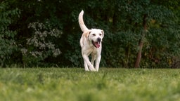 Hund mit hellbeigefarbenem Fell läuft über eine Wiese 