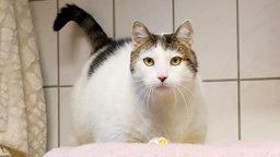 Weißer kräftiger Kater mit brauen Stellen steht im Katzenzimmer und schaut in Richtung Kamera