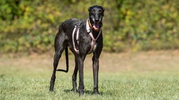 Schwarzer schlanker Hund steht hechelnd auf einer Wiese 