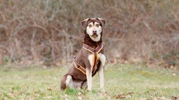 Hund mit dunkelbraun-beigefarbenem Fell auf einer Wiese 