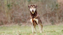 Hund mit dunkelbraun-beigefarbenem Fell auf einer Wiese 