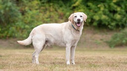 Ein Hund mit blondem Fell steht hechelnd auf einer Wiese 