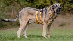 Hund mit braunem Fell und gelbem Geschirr steht seitlich auf einer Wiese 