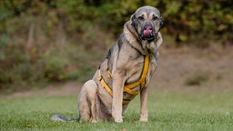 Hund mit braunem Fell sitzt hechelnd auf einer Wiese 