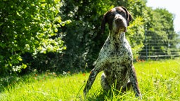 Hund mit braun-weißem Fell und Schlappohren sitzt auf einer Wiese 