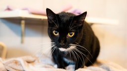 Katze mit schwarz-weißem Fell in Nahaufnahme 