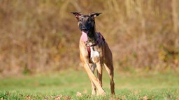 Großer schwarz-brauner Hund steht hechelnd auf einer Wiese 