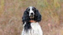 Hund mit schwarz-weißem, langem Fell in Nahaufnahme 