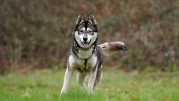 Hündin mit wildfarbenem Fell und eisblauen Augen hechelnd auf einer Wiese 